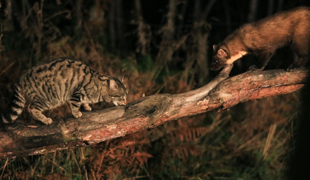 Wildcat and Pine Marten