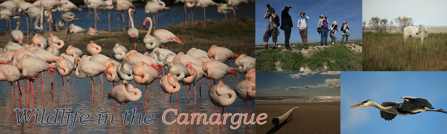 Wildlife in The Camargue